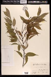 Prunus phaeosticta image