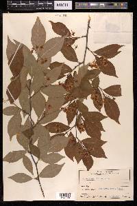 Photinia villosa image