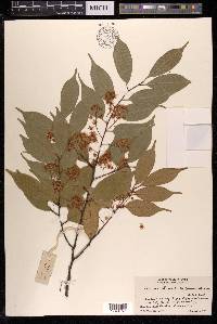 Prunus phaeosticta image