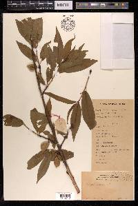 Prunus persica image