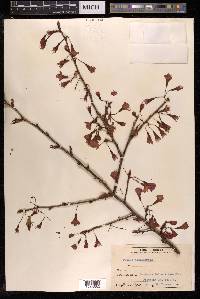 Prunus campanulata image