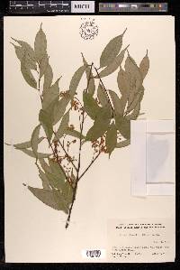 Prunus phaeosticta image