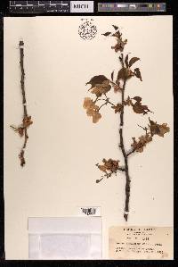 Prunus lannesiana image