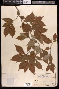 Photinia villosa image