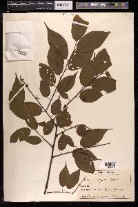 Prunus grayana image