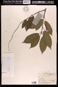 Prunus obtusata image