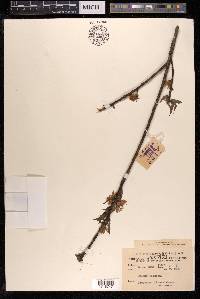 Prunus persica image