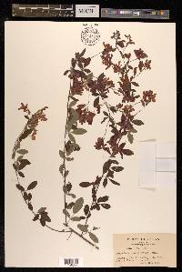 Lespedeza bicolor image