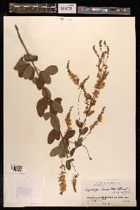 Lespedeza tomentosa image