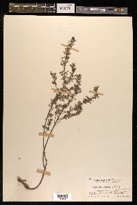 Lespedeza cuneata image