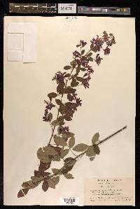 Lespedeza thunbergii image