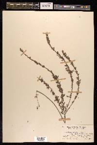 Lespedeza cuneata image