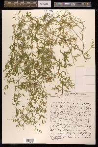 Vicia tetrasperma image