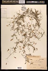 Vicia tetrasperma image