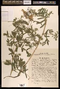 Vicia tenuifolia image