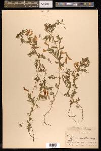 Vicia bungei image