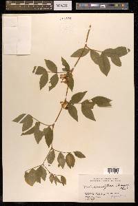 Vicia ramuliflora image