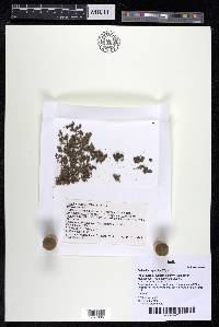 Dalzellia zeylanica image