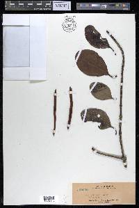 Ceriops tagal image