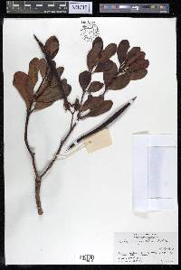 Ceriops tagal image