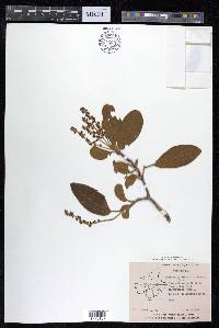 Terminalia chebula image