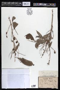 Combretum quadrangulare image