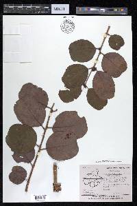 Anogeissus latifolia image