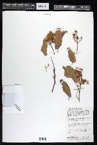 Anogeissus latifolia image