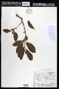 Terminalia chebula image