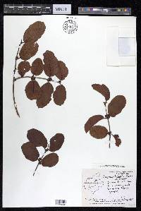 Anogeissus latifolia image