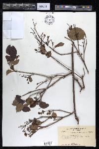 Combretum punctatum image