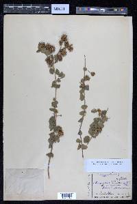 Anogeissus pendula image