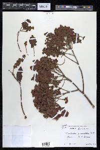 Terminalia paniculata image