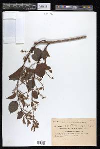 Combretum punctatum image