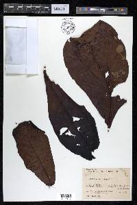 Terminalia catappa image