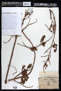 Getonia floribunda image