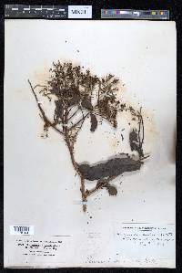 Terminalia paniculata image