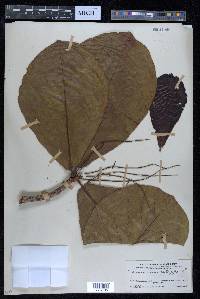 Terminalia catappa image