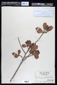 Lumnitzera racemosa image