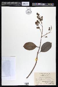 Combretum punctatum image