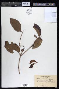 Combretum punctatum image