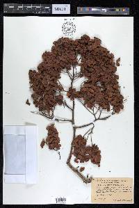Terminalia paniculata image