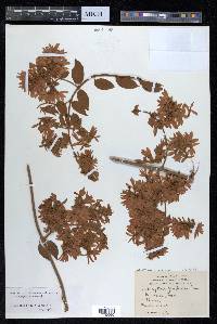 Getonia floribunda image