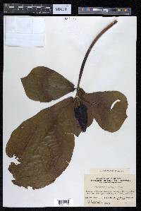 Terminalia catappa image