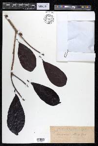 Terminalia nitens image