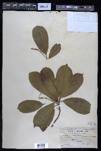 Terminalia edulis image