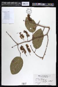 Combretum latifolium image