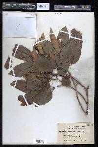 Terminalia citrina image