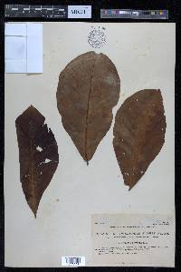 Terminalia catappa image