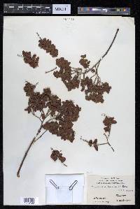 Terminalia paniculata image